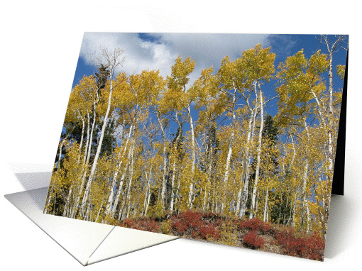 Grand Mesa Aspens card (272479)