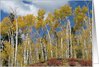 Grand Mesa Aspens card