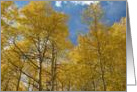 Aspen Skies card