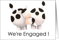 Engaged- Cute cows