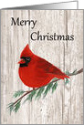 Merry Christmas Cardinal card