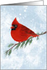 Cardinal Remembrance at the Holidays card