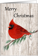 Merry Christmas Cardinal card