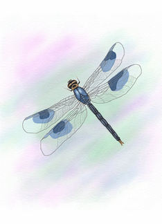 Dragonfly Birthday...