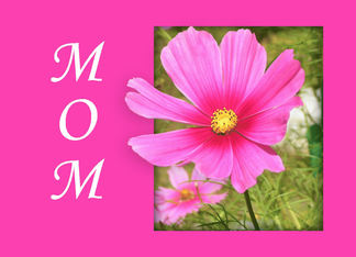 Cosmos Mother's Day
