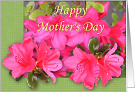 Azalea Mother's Day...