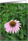 Pink flower blank note card