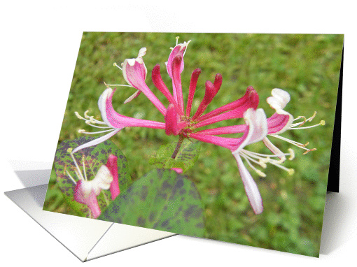 Woodbine card (280692)