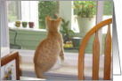 "Kitty in the window" card