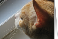 "Kitty of mine" card