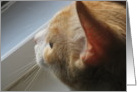 "Kitty of mine" card