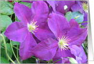 Clematis of Purple card