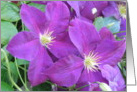 Clematis of Purple card
