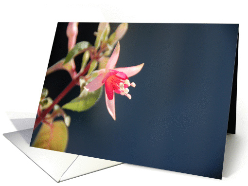Serenity card (283967)