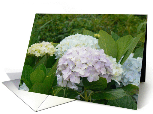 Flowers card (289964)