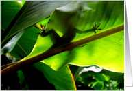 Gecko card