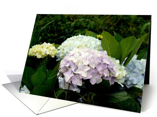 Hydrangeas card (738588)