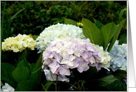 Hydrangeas card