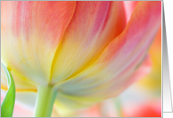 Colors of Spring Tulip blank note card macro photography card
