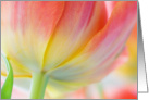 Colors of Spring Tulip blank note card macro photography card