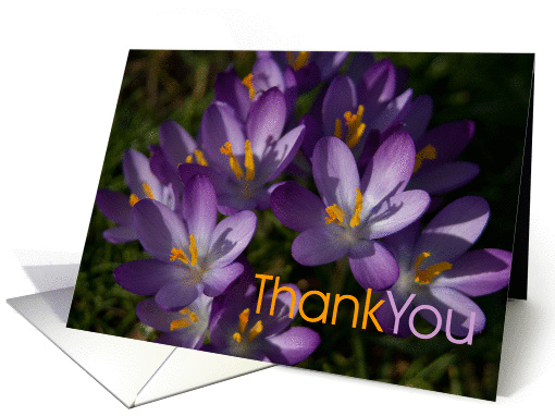 Purple Crocuses card (363296)