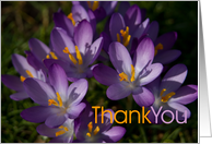 Purple Crocuses card