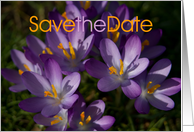 Purple Crocuses card