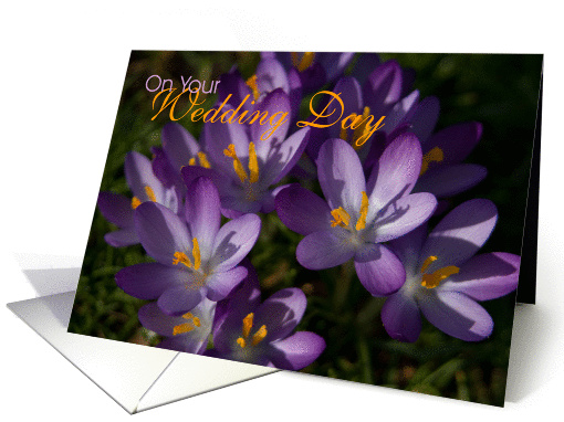 Purple Crocuses card (363318)