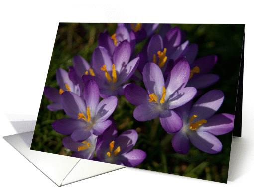 Purple Crocuses card (363323)
