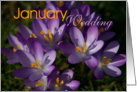 Purple Crocuses card