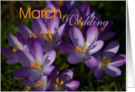 Purple Crocuses card