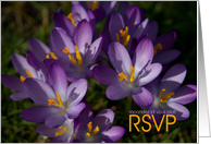 Purple Crocuses card