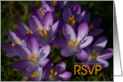 Purple Crocuses card