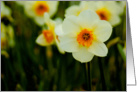 Daffodil card