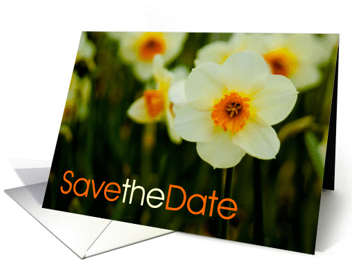 Daffodil card (363805)