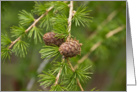 Pine Cones card