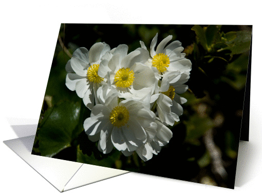 Mountain Buttercup card (367575)