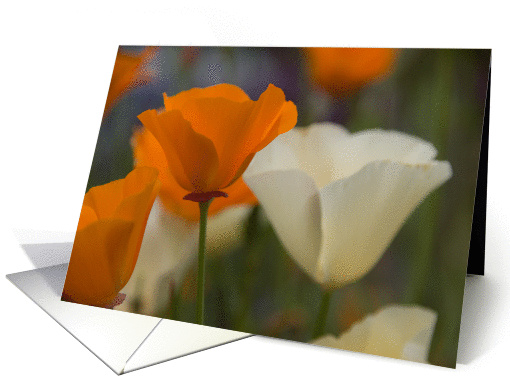 Poppies card (368138)