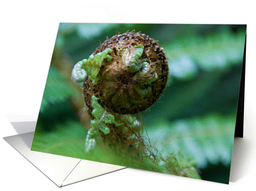 Fern Swirl card (368139)