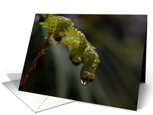 Fern Swirl card (368140)