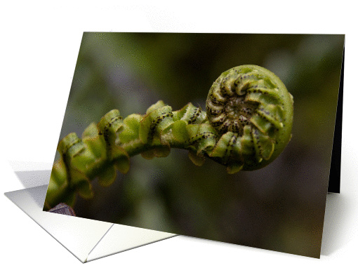 Fern Swirl card (368141)