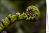 Fern Swirl card