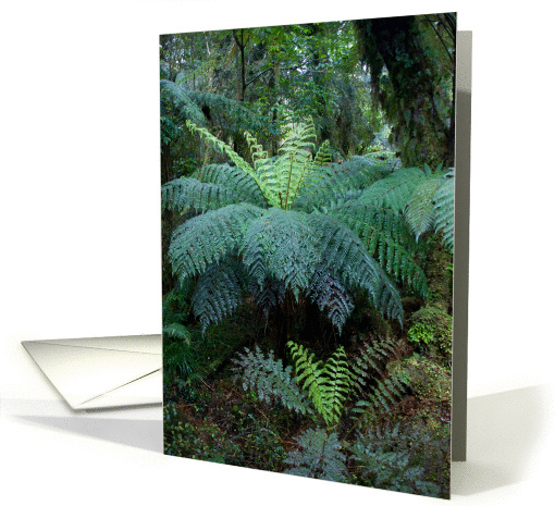 Rainforest card (368143)
