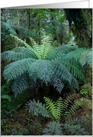 Rainforest card