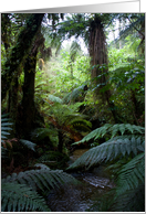 Rainforest card