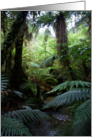 Rainforest card