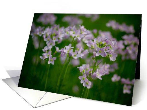 Cuckoo Flowers card (414640)