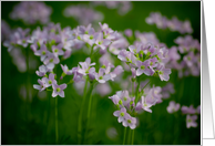 Cuckoo Flowers card