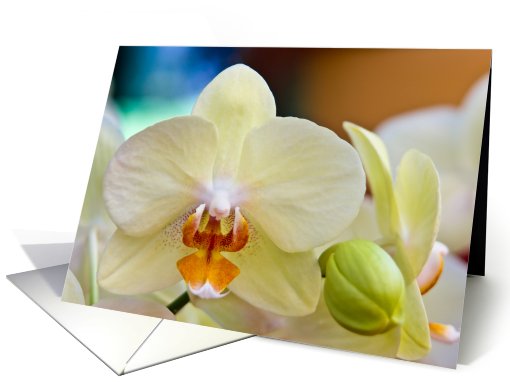 Orchid card (414669)