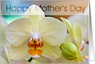 Orchid card
